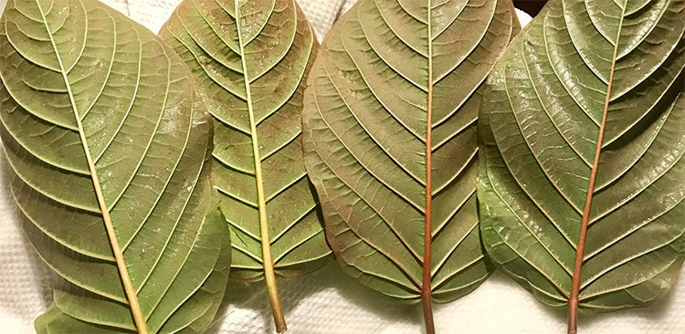 red kratom leaves